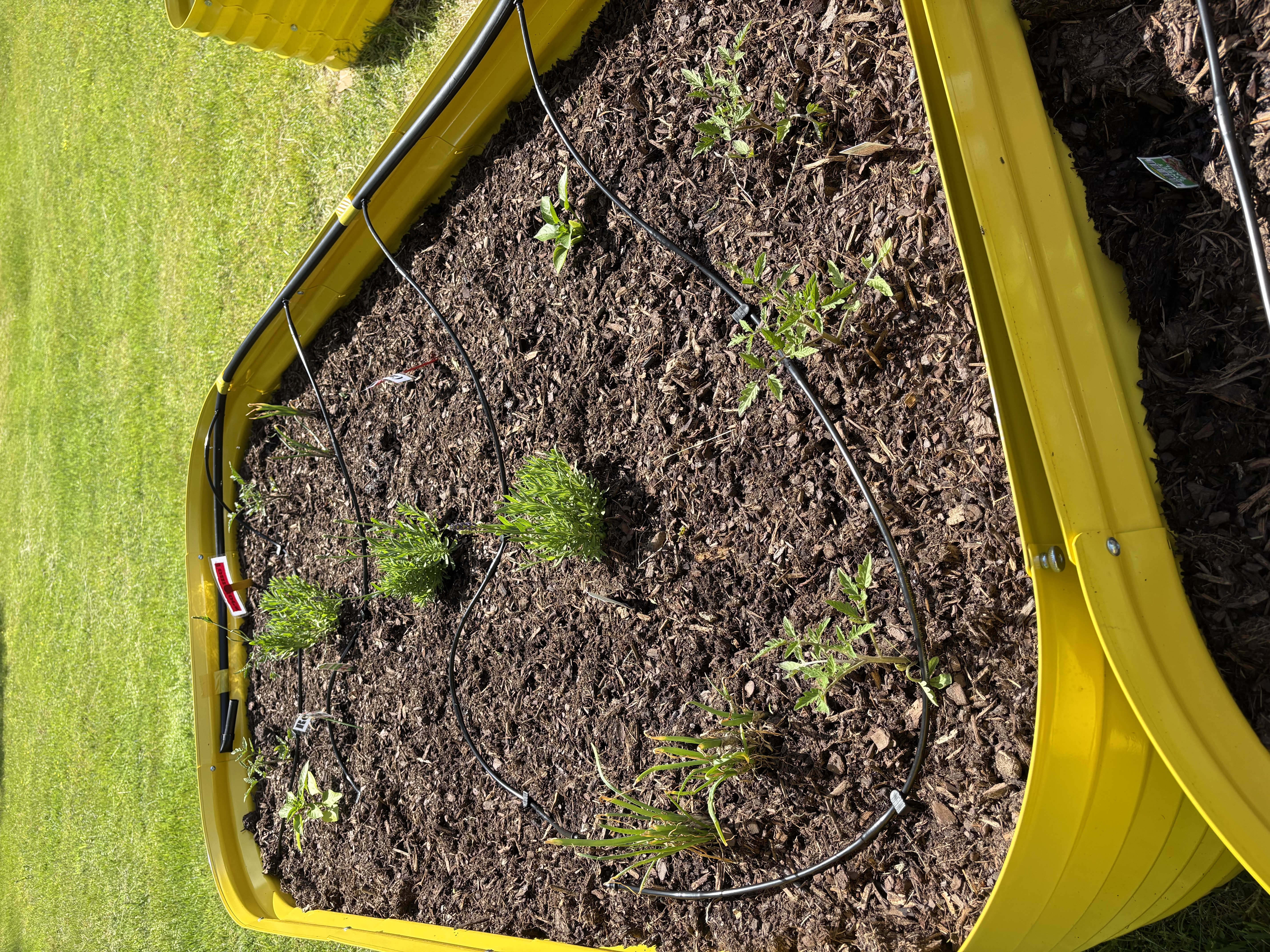 Flowers Early Care Raised Bed.jpeg